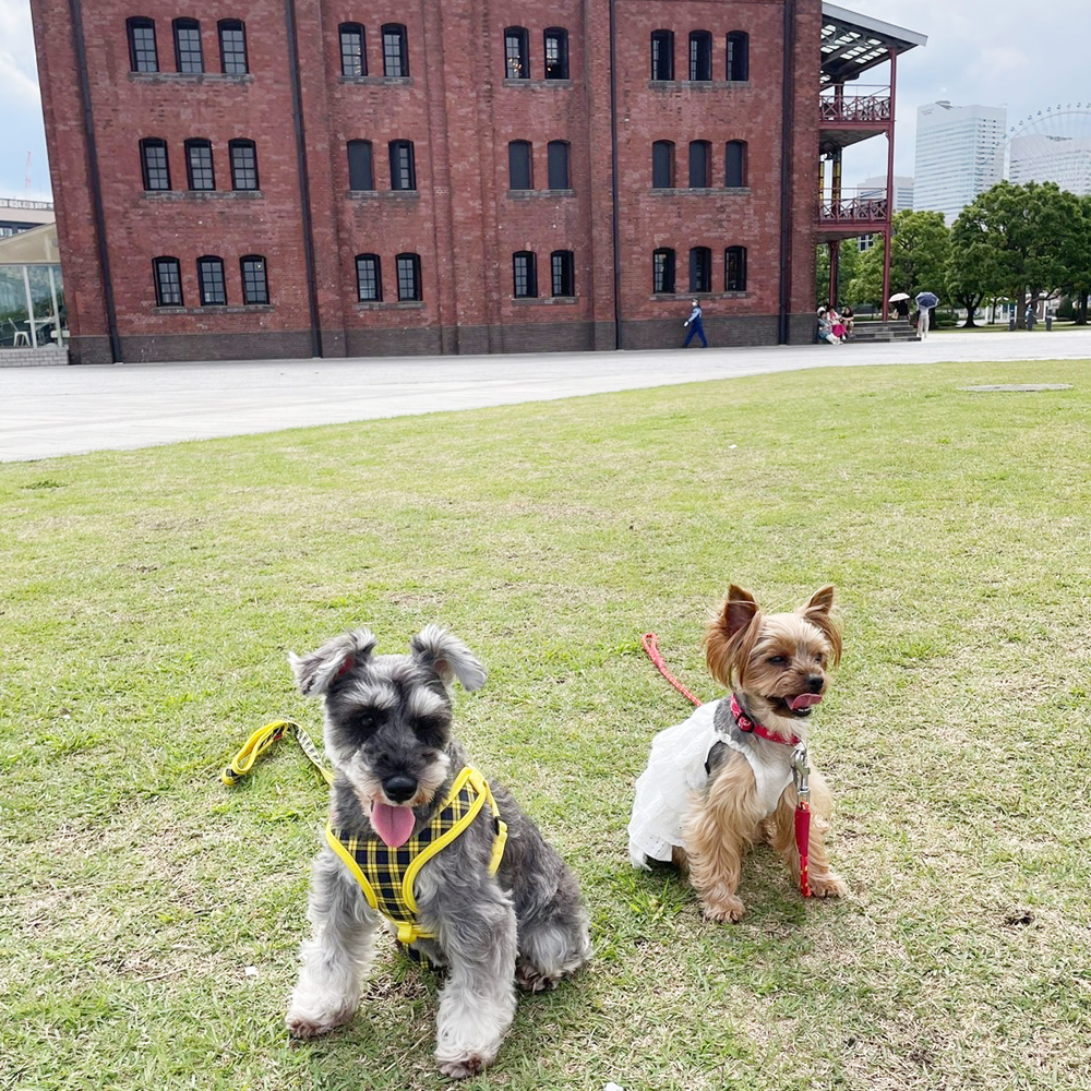卒業犬のあんなちゃんとシェイクちゃん☆